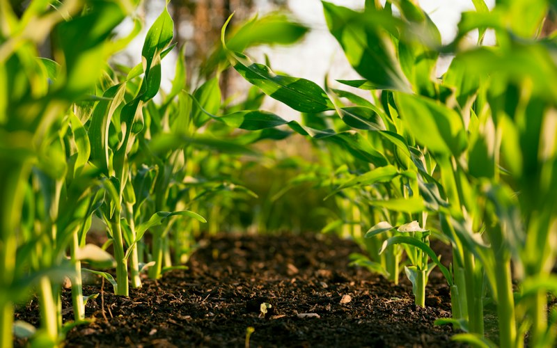 Rangées de jeunes plants de maïs